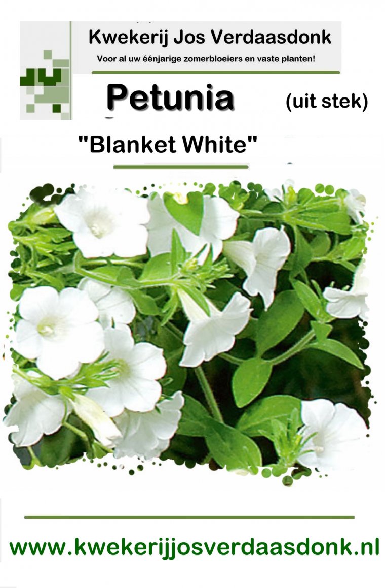 310 petunia blanket white